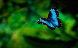 the next best&nbsp;thing