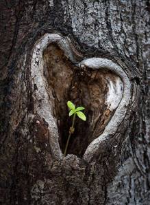 heart tree